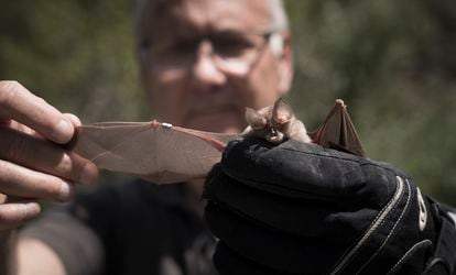 Jordi Serra-Cobo, con un ejemplar recién anillado de murciélago de herradura.
