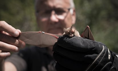 Jordi Serra-Cobo, con un ejemplar recién anillado de murciélago de herradura.
