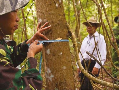 Investigadores del programa de evaluación nacional de los bosques de Vietnam miden el grosor de los árboles.