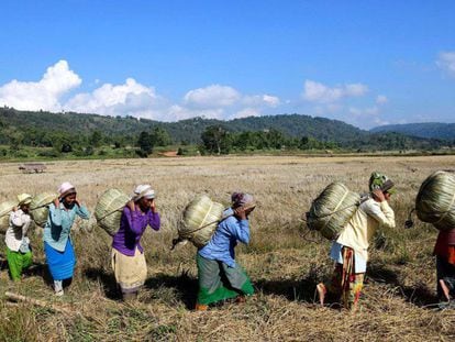 Mujeres de la tribu Tiwa transportan bolsas de arroz en su granja en el distrito de Karbi Anglong en el estado de Assam (India). 
