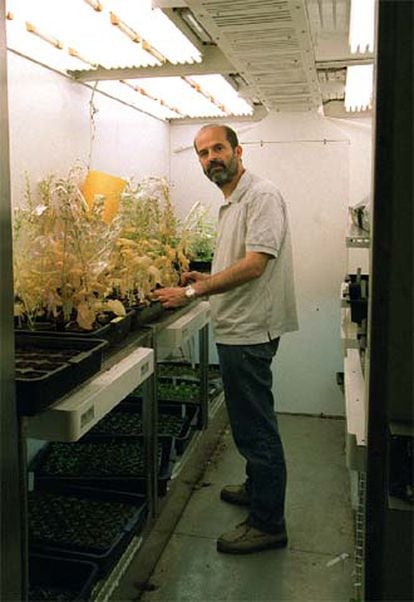 Juan Antonio García, científico del CNB, en el laboratorio.