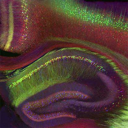 Imagen del hipocampo y córtex cerebral de un ratón genéticamente diseñado para resaltar los diferentes tipos de células nerviosas con proteínas fluorescentes, premiada en la exposición <i>Paisajes neuronales</i> de Cosmocaixa.