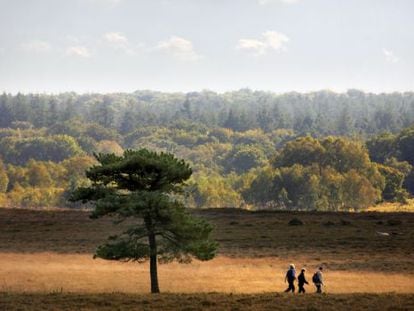 Rutas de senderismo en el parque nacional New Forest, al sur de Inglaterra (Reino Unido).