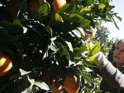 Una inmigrante recoge naranjas en una finca en Sevilla. 