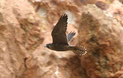 Un halc&oacute;n peregrino sobrevuela Montju&iuml;c, en una imagen de archivo.