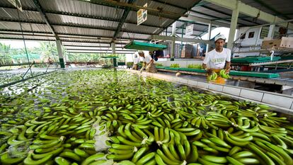 Planta de bananas en Guayaquil perteneciente a la multinacional Dole, en una imagen de archivo.