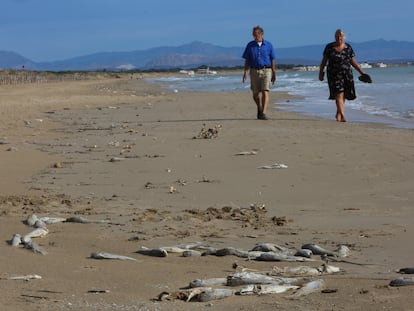 Aparecen miles de peces muertos junto a la desembocadura del río Segura en la playa de los Tosales de Guardamar.