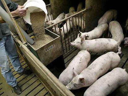 Un hombre alimenta a los cerdos en una granja de Holanda.