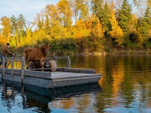 Imagen de 'First Cow'. En el vídeo, tráiler de la película.