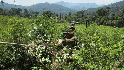Un cultivo de coca en Colombia, en una imagen de archivo.