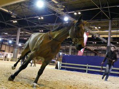 Un entrenamiento de doma en la Madrid Horse Week.