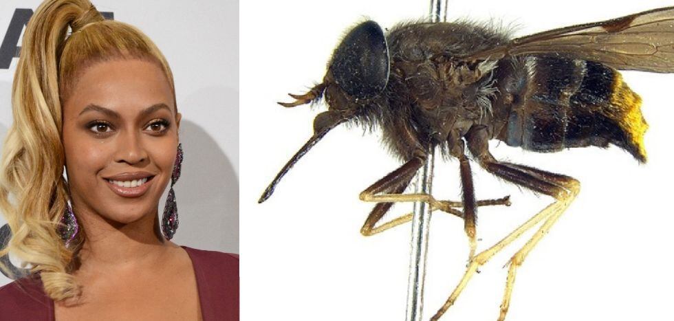 Beyoncé y la mosca Scaptia Plinthina beyonceae