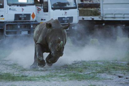 Finalmente, los rinocerontes son liberados en su nuevo h&aacute;bitat. Pasan de vivir amenazados por la espadad de Damocles que aterroriza Sud&aacute;frica, con m&aacute;s de tres animales cazados al d&iacute;a, a la seguridad de Botsuana, donde el riesgo es m&iacute;nimo.