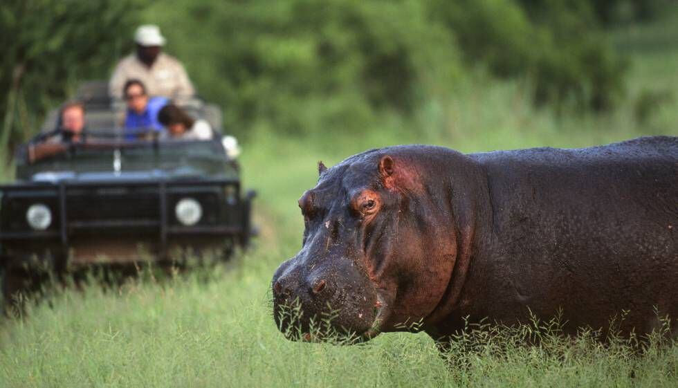 Un hipopótamo en el parque nacional de Kasungu, en Malaui.