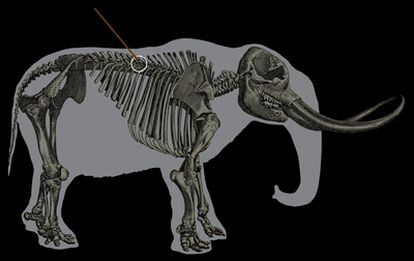 Reconstrucción del esqueleto del mastodonte de Manis (Estado de Washington) con la fleche roja que indica dónde quedó clavada la punta de lanza.