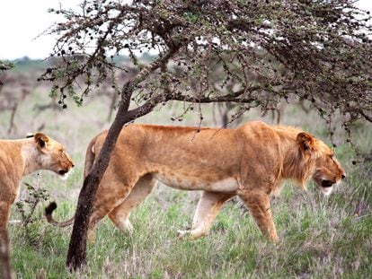 Los leones de la reserva de Ol Pejeta usan las acacias para emboscar a las cebras, pero se están quedando sin ellas debido a la llegada de las hormigas invasoras