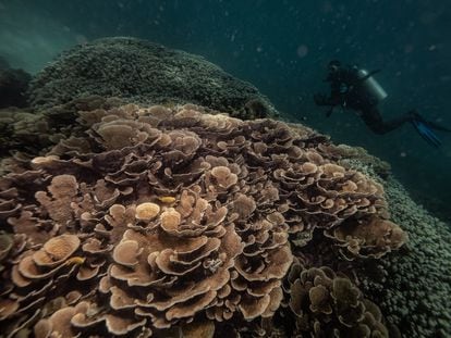 Arrecifes de coral amenazados por el aumento de la temperatura del agua debido al cambio climático y las actividades pesqueras en Zanzíbar, una isla de Tanzania.