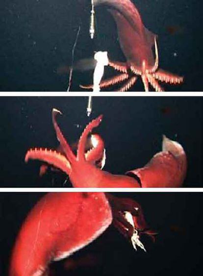 Ataque de un calamar de más de dos metros a un cebo.