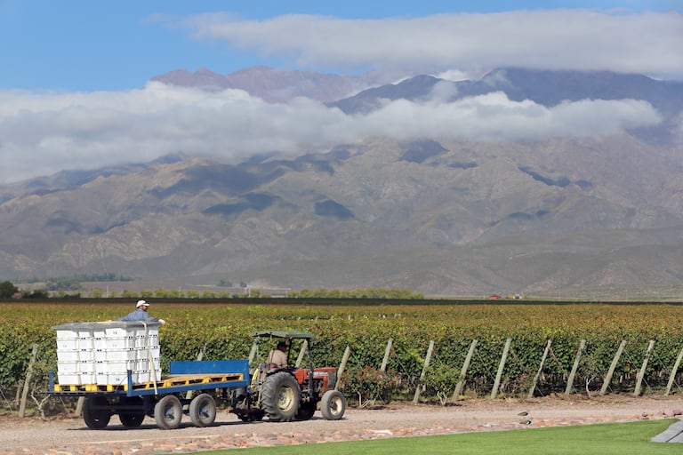 Dos trabajadores cosechan uva para la producción de vino en Mendoza, Argentina, en marzo de 2019.