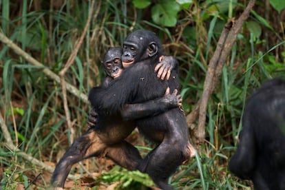 Los Bonobos Pueden Ser Tan Violentos O Más Que Los Chimpancés 