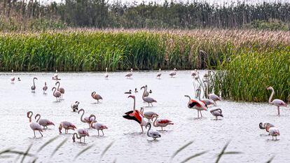 Aves en el parque natural de l'Albufera, en Valencia.