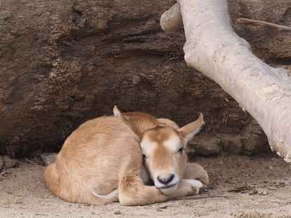 Órix de cuernos de cimitarra que ha nacido estos días en el Zoo de Barcelona. Foto: Hugo Fernéndez (Zoo de Barcelona)