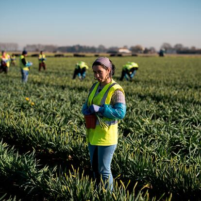 Una migrante rumana trabaja en la cosecha de tulipanes cerca de Holbeach (Reino Unido) en 2019, antes del Brexit.