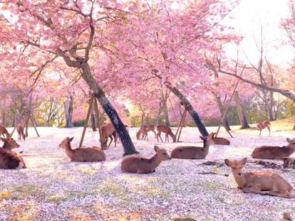 Varios ciervos descansan bajo los cerezos en flor en el Parque de Nara, en Japón.