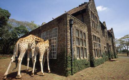 Dos jirafas rothschild introducen sus cabezas en el comedor del hotel Giraffe Manor, ubicado a una media hora de Nairobi (Kenia).