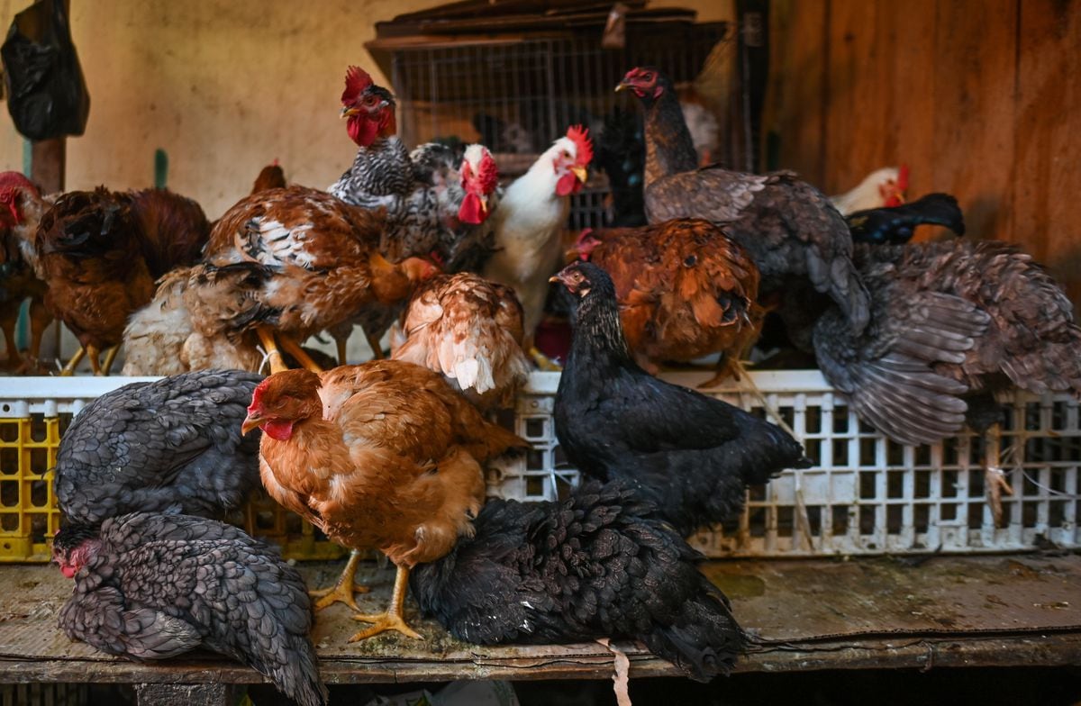 An outbreak of avian flu on a farm with 60,000 chickens in Nuevo Leon puts  Mexico and the US on alert | Rival Times