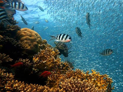 Bandadas de peces en un arrecife de coral.