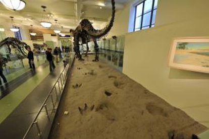 Esqueletos de dinosaurios en el American Museum of Natural History de Nueva York.