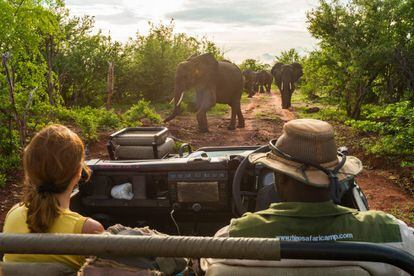 Una pareja de turistas observa a unos elefantes en el Parque Nacional de Matusadona, en Zimbabue.