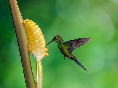 Un colibrí se alimenta de néctar en Costa Rica.
