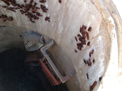 Cucarachas en una alcantarilla de Madrid.