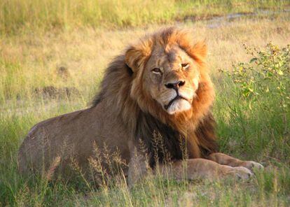 El león 'Cecil' en el Parque Nacional de Hwange (Zimbabue) en 2010.
