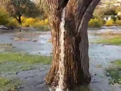 Un centenario árbol de moreras lleva 25 años actuando como fuente en Dinosa, un pueblo de Montenegro