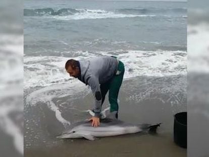 El cetáceo no ha podido superar la infección que le llevó a la playa de El Morche, en Torrox