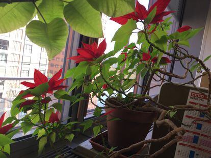 Poinsettias in the office of Menchu ​​García blooming in the month of March.