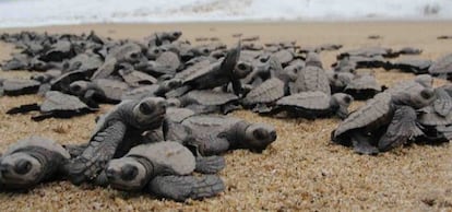Crías de tortuga baula se dirigen al mar.