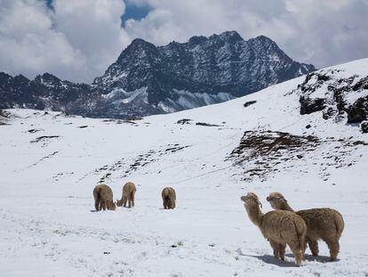 Una manada de alpacas, en la montaña Arociris, cerca de Checacupe (Perú).