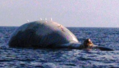 La balena morta, en avançat estat de descomposició.
