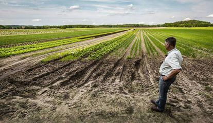 El granjero Ludolf Van Maztlan observa sus cultivos ecológicos en el Estado de Brandeburgo (Alemania).