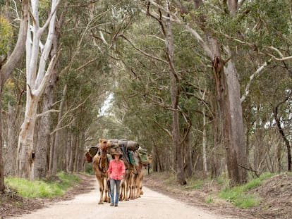 Sophie Matterson y sus camellos toman una carretera secundaria que cruza la Gran Cordillera Divisoria de camino a Byron Bay (Australia).