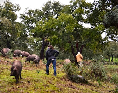 Inés Sánchez y su padre cuidan del ganado en su finca de Aracena (Huelva).