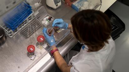Una sanitaria analiza muestras de heces para detectar la bacteria 'Clostridioides difficile' en un laboratorio del Hospital de Bellvitge de Barcelona.