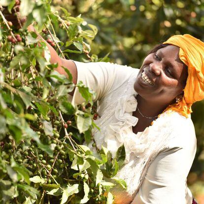 Una trabajadora de una de las empresas de economía social y solidaria recoge frutos de un árbol, en junio de 2020.