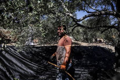 Mohamed Saed Al Hasan recoge aceitunas en un campo de Salfit, Cisjordania, el 6 de noviembre.