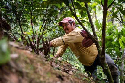 Rosalindo Guerrero, agricultor, en su plantación de cacao en Panguintza, Ecuador, el pasado mes de marzo.