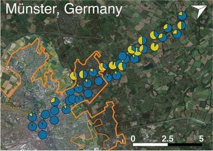 El mapa muestra cómo las poblaciones de trébol blanco capaces de producir cianuro de hidrógeno (porción amarilla)  apenas existen en el centro de Münster (Alemania) y la proporción aumenta a medida que se alejan de la ciudad.